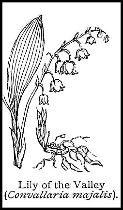 Lily of The Valley