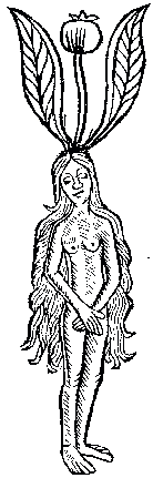 mandrakepic
